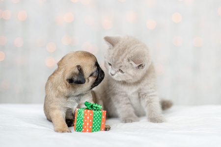 Market America SHOP.COM Has Four Ways To Help Your Furry BFF Stay Healthy Through The Holidays & Beyond