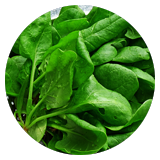 Lutein and Zeaxanthin