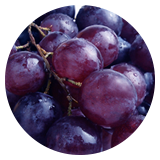 Resveratrol